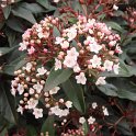 Viburnum tinus 'Eve Price' fleur